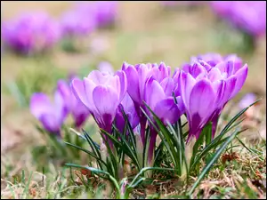 Kępka fioletowych wiosennych krokusów