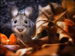 Zdziwiona myszka w liściach