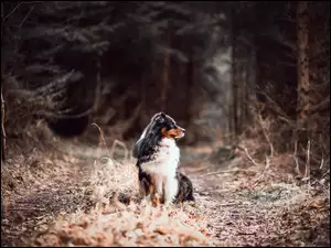 Owczarek australijski na leśnej drodze