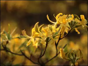 Gałązka z kwiatami azalii w słońcu