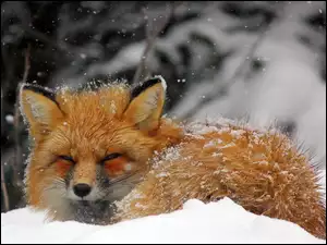 Rudy lisek nie boi się śnieżycy