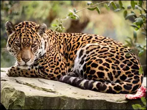Jaguar na kamieniu w słońcu