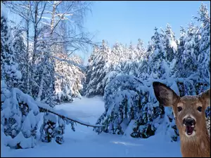 Sarna pozuje w zaśnieżonym lesie w słońcu