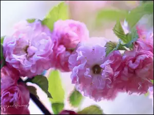 Kwiaty, Krzew, Migdałowiec, Różowe