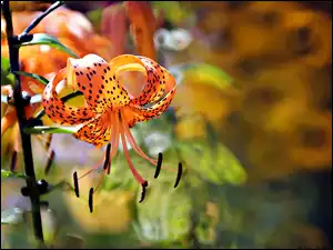 Kwiat, Lilia Tygrysia, Pomarańczowy