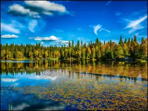 Jezioro pokryte jesiennymi liśćmi przy lesie