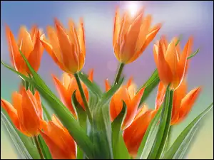 Tulipany z listkami