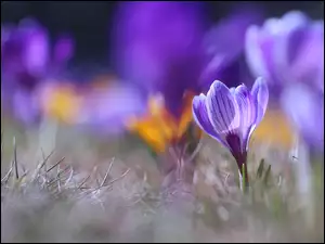 Liliowy wiosenny krokus w trawie