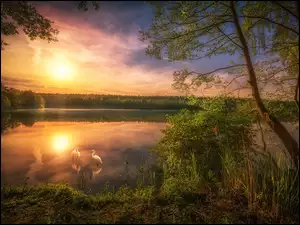 Wschód słońca nad leśnym jeziorem z czaplami