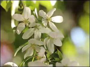 Białe kwiaty wiosenne jabłoni