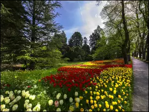 Park z tulipanami drzewami i drogą