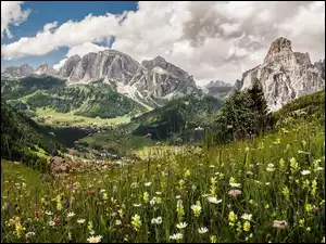Górska dolina w kwiatach