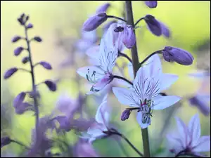Liliowe kwiaty  Dyptama Jesionolistnego