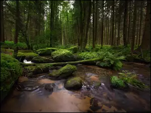 Rzeka z omszałymi kamieniami w lesie