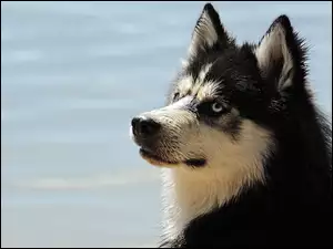 Zapatrzony pies Siberian Husky