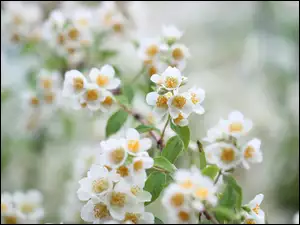 Białe kwiaty jaśminu