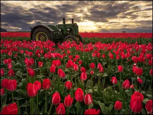 Zachód słońca nad polem tulipanów i traktorem