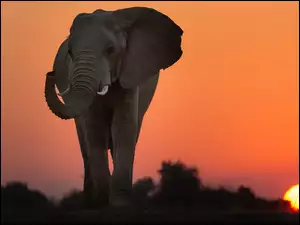 Afrykański słoń na słonecznej sawannie