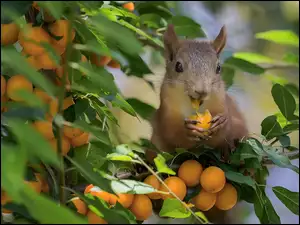 Owoce, Wiewiórka, Drzewo, Morelowe