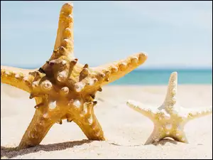 Rozgwiazdy w piasku na plaży