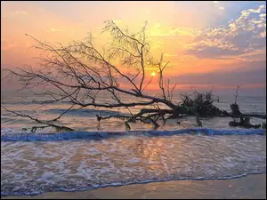 Wschód słońca nad morzem z konarami drzew