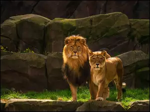 Para lwów na skale