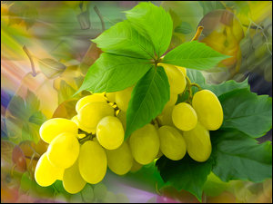 Graficzne kiście winogron