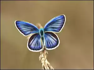 Niebieski motyl w grafice