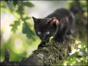 Wystraszony kotek na drzewie