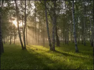 Promienie słoneczne wpadające do lasu