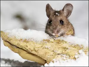 Myszka w śniegu