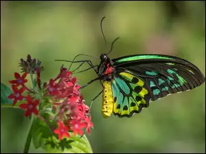 Kolorowy motyl z czerwonym kwiatem
