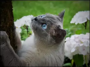 Niebieskie oczy kota