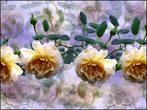 Cztery graficzne róże