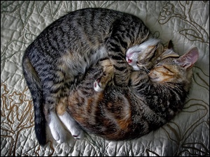 Dwa przytulone koty na kołdrze