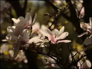 Różowe magnolie na gałązkach