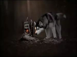 Siberian Husky z lampą naftową w nocy