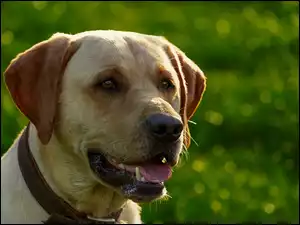 Pies Labrador retriever z obrożą