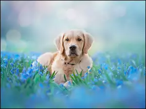 Pies w niebieskich kwiatach