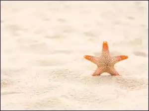 Rozgwiazda samotna na piasku