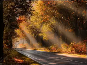 Światło nad jesienna leśną drogą