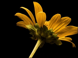Żółty samotny kwiat