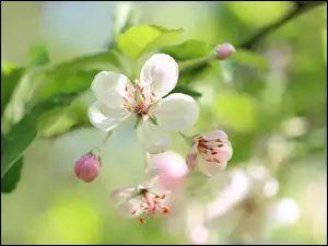 Graficzny różowy kwiat jabłoni