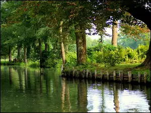 Rzeka w parku