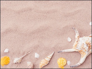 Kilka muszelek na piasku plaży