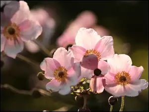Zawilce japońskie różowe