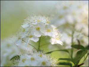 Białe kwiaty wiosenne