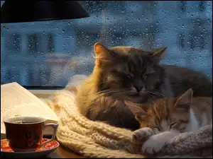 Dwa śpiące koty obok książki i kawy