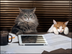 Dwa koty z laptopem i kawą