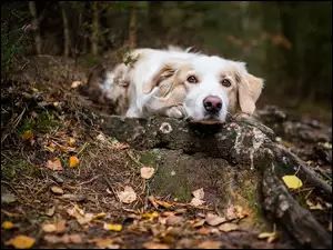 Leżący pies na leśnych liściach